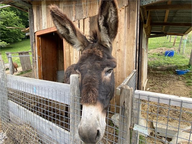 Babole dans son parc - OTADL-PB