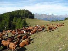Vaches tarines - P-Y. Odin - Fondation Facim