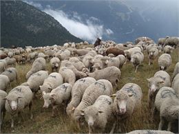 Moutons en alpage - SEA Savoie