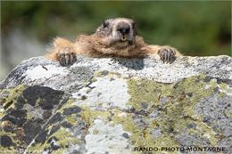 Marmotte pose... - Georges Reychler