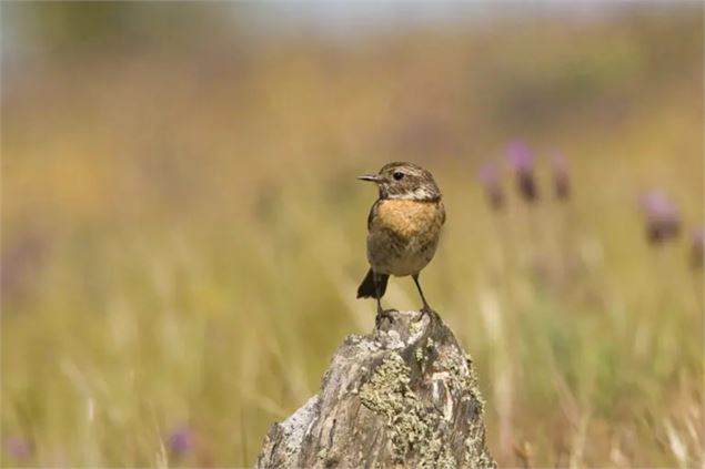 Oiseaux des Alpages à la Buchille_Vailly - Tarier-Patre - Alain GAGNE