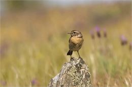 Oiseaux des Alpages à la Buchille_Vailly - Tarier-Patre - Alain GAGNE