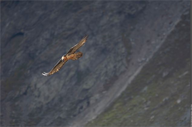 Gypaète Barbu - Victor Seve - PNV