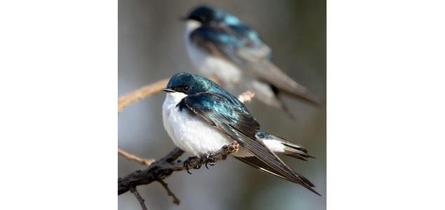 Mois de oiseaux, - Médiathèque Châtillon-sur-Chalaronne