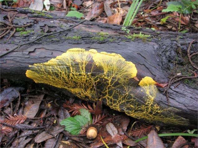 Atelier en nature : à la recherche du Blob !_Saint-Paul-sur-Yenne