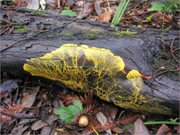 Atelier en nature : à la recherche du Blob !_Saint-Paul-sur-Yenne