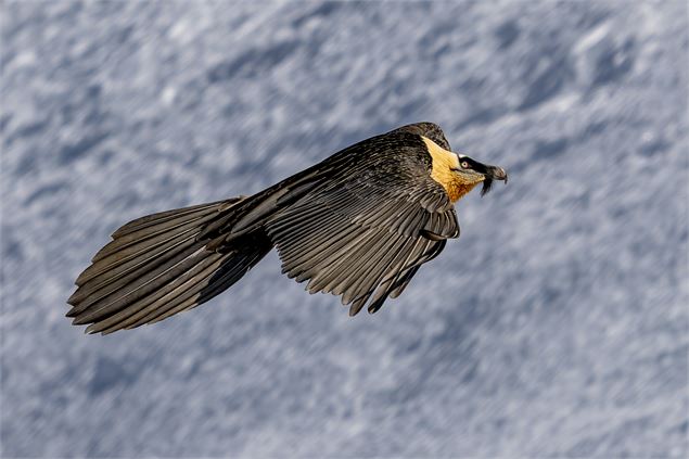 Conférence avec David Carpano, photographe animalier - David Carpano