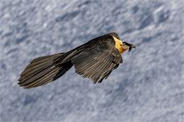 Conférence avec David Carpano, photographe animalier - David Carpano