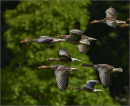 Exposition "Observons les oiseaux" - Pixabay