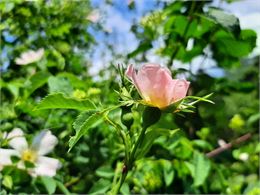 Reconnaissance des plantes avec Muriel Lallée - Muriel Lallée