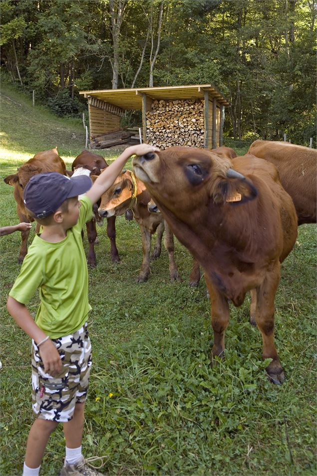 Découverte de la traite des vaches et des chèvres_Aillon-le-Jeune - C.Baudot