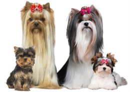 Nationale d'Élevage du YORKSHIRE TERRIER CLUB et BIEWER TERRIER - personnel