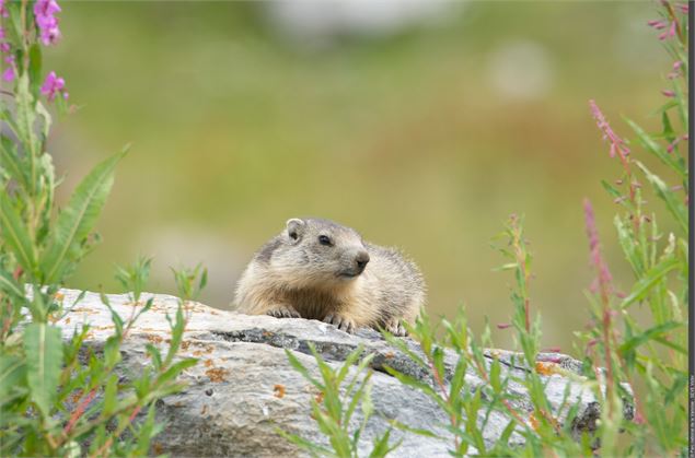 Marmotte - Victor SEVE - PNV