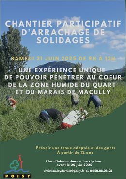 Chantier participatif d'arrachage de solidages à la zone humide du Quart et au marais de Machilly_Po