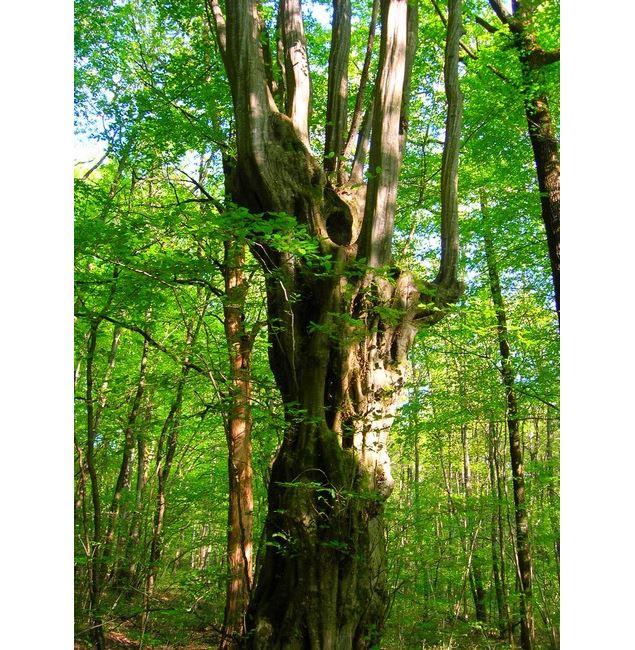 Arboretum, la nature se raconte, écoutez-là !_Bresse Vallons - ©Arbres et nature