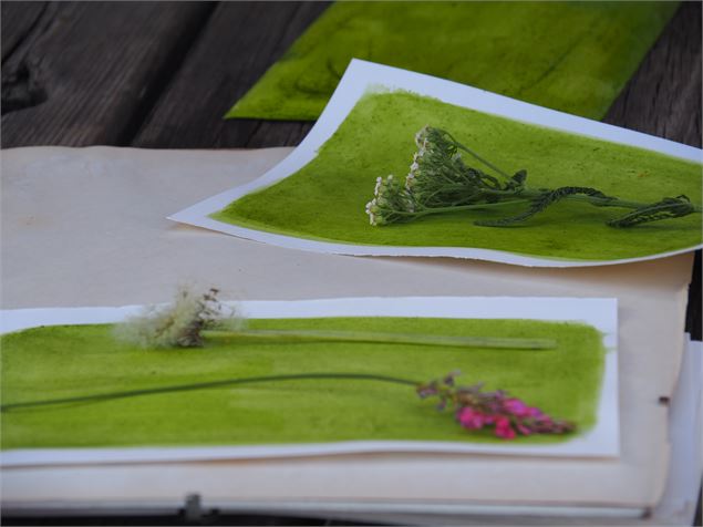 Mauvaises herbes ?_Demi-Quartier - Manon Guenard