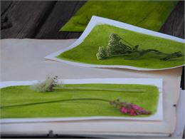 Mauvaises herbes ?_Demi-Quartier - Manon Guenard