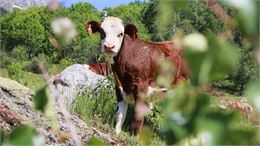 Vache