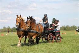 Concours équestre en attelage_Plateau d'Hauteville