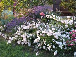 roses blanches - florebernard