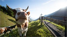 Traite des vaches & raclette d'alpage