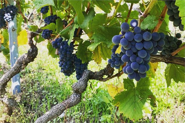Découverte du vignoble de la vallée & dégustation de vin_Troistorrents
