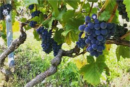 Découverte du vignoble de la vallée & dégustation de vin_Troistorrents