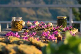 Cueillette sauvage & Repas aux plantes automnales