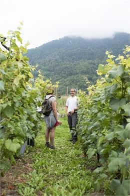 Visite guidée du vignoble de Féternes et ses châteaux - CCPEVA