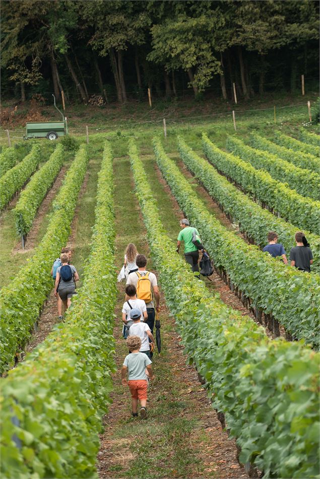 Le vignoble de Marin - Yvan Tisseyre
