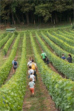 Le vignoble de Marin - Yvan Tisseyre