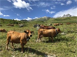 Courchevel : vache tarine - DD-FACIM