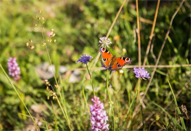 Dessine ta fleur et ton papillon
