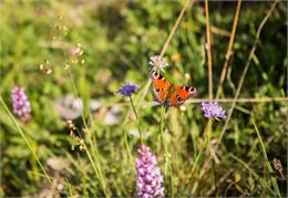 Dessine ta fleur et ton papillon