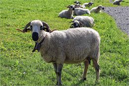 Mouton - OT Saint Jean d'Arves Les Sybelles