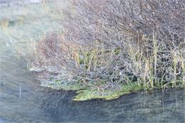 Cours d'eau avec verdure - Giandra de Castro