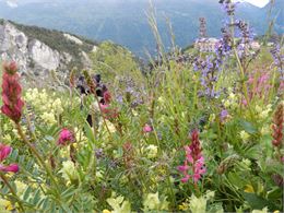 Fleurs en alpage - Xavier Lett