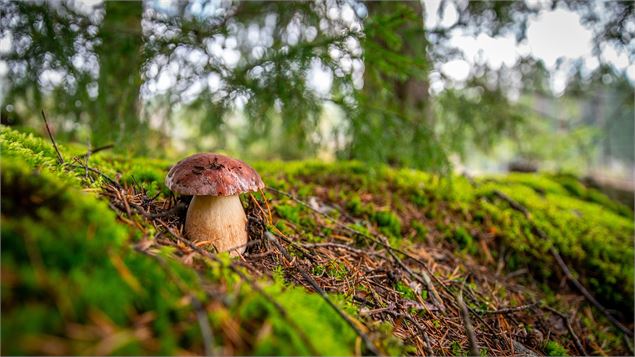 À la découverte des champignons