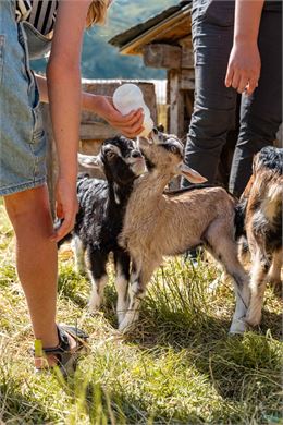Nourrissage des animaux de la ferme - L. Brochot