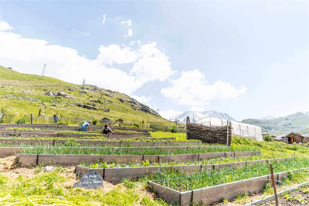 Jardin en permaculture - T.Loubere