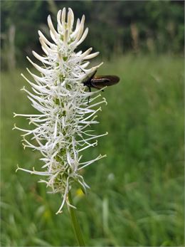 Sortie naturaliste aux sources de la Dorche (Faune et Flore)