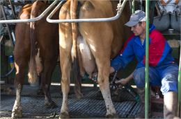 Traite des vaches avec la Ferme du Caly - Yvan Tisseyre / OT Vallée d'Aulps