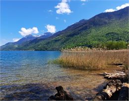 roselières réserve naturelle bout du lac d'Annecy - ML OT SLA