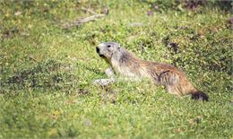Marmotte - Olivier ALLAMAND