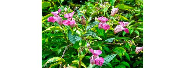 Chantier de lutte contre les invasives_Doussard - Pixabay