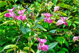 Chantier de lutte contre les invasives_Doussard - Pixabay