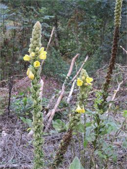 Conférence et atelier sur les plantes empoisonneuses - Rossillon - GB