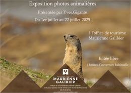 Exposition photos animalières_Saint-Michel-de-Maurienne - Yves Gigante & OTI Maurienne Galibier