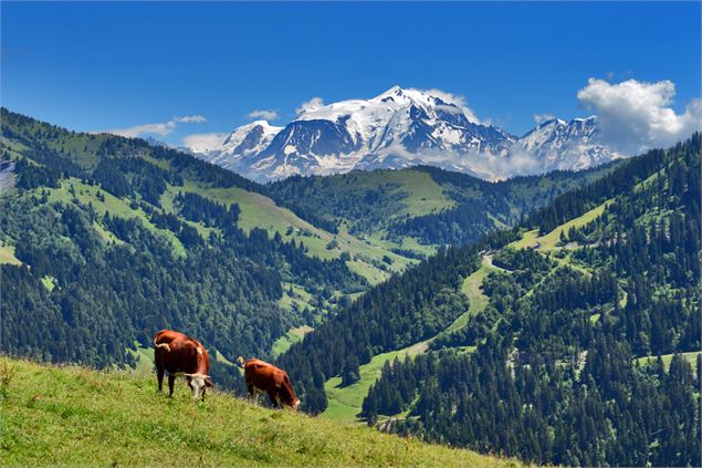 •	Photo des vaches devant le Mont-Blanc - © JP Noisillier - nuts.fr