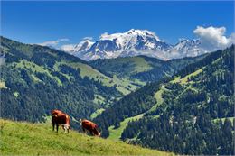 •	Photo des vaches devant le Mont-Blanc - © JP Noisillier - nuts.fr